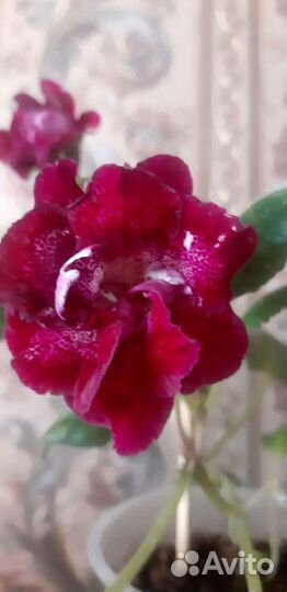 Глоксиния махровая