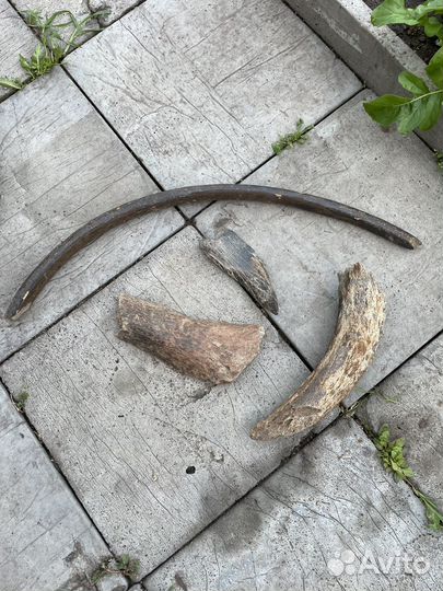 Кости мамонта