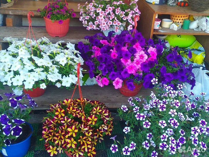 Кашпо с цветами, Петуния, Сурфиния, доставка