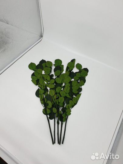 Стабилизированные стебли 60см (Эквадор)