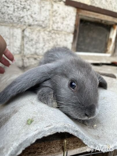 Малыши кролята(бараны)