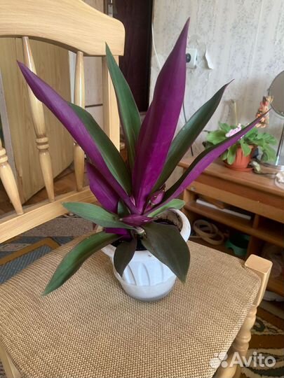 Рео, традесканция, петушинный хвост, ладья моисея