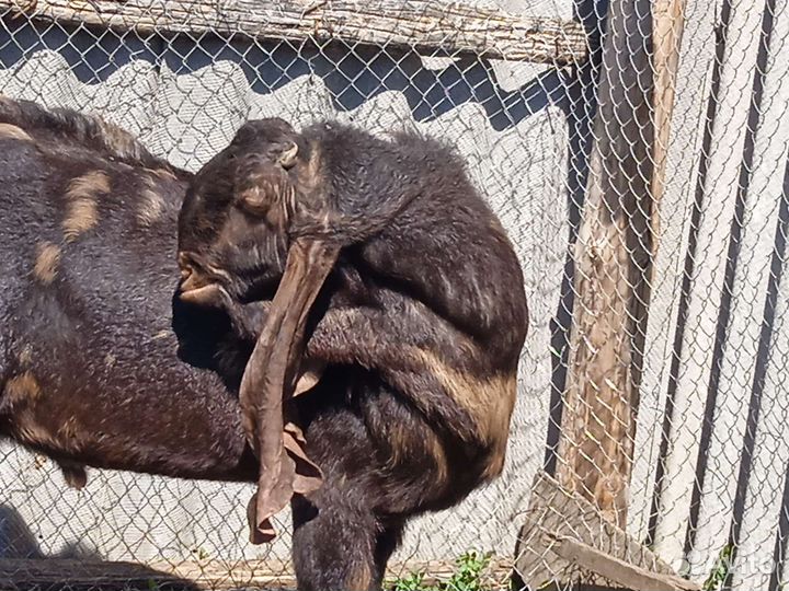 Козёл Камори чп на случку