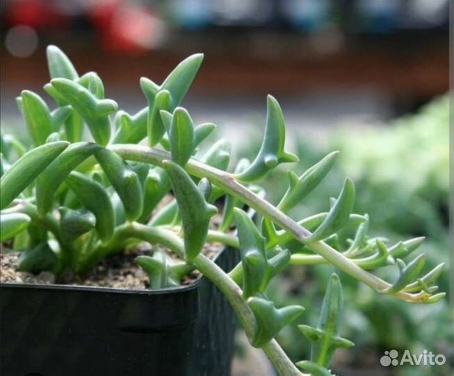 Крестовники: Роули,Геррейна,Дельфины,Гималаи и др