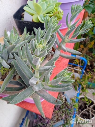 Суккуленты. Обновление