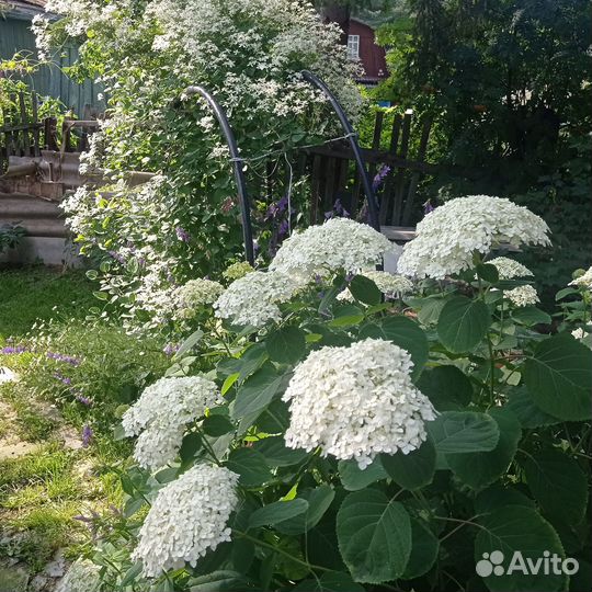 Многолетние садовые цветы: астильбы, лилейник, гор