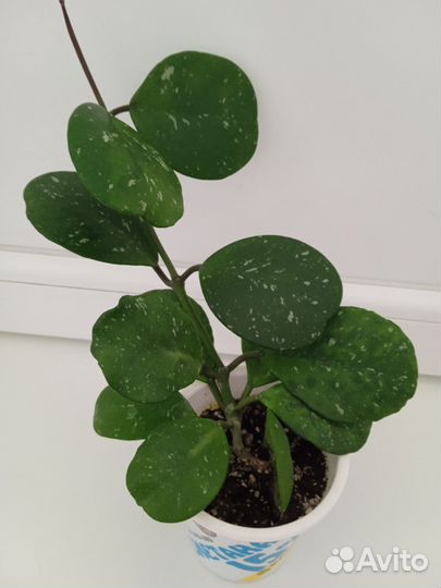 Хойя Обовата