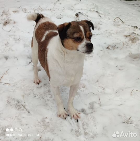 Собачка Раечка