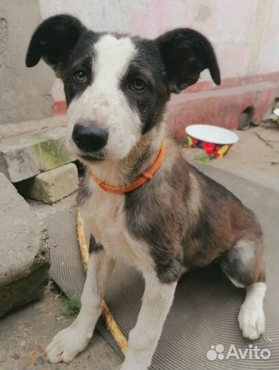 Собака щенок