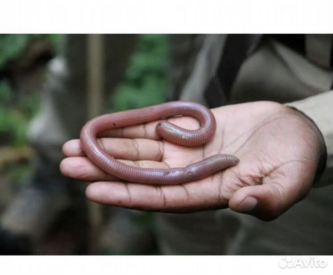 Черви для рыбалки