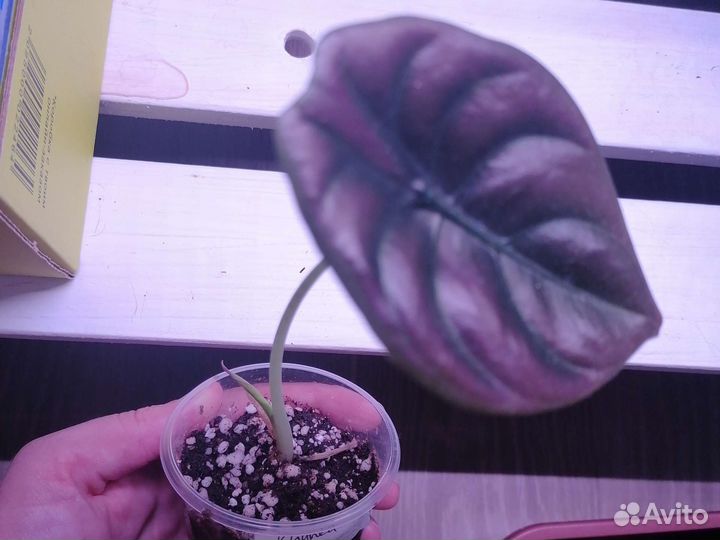 Алоказия Cuprea Red