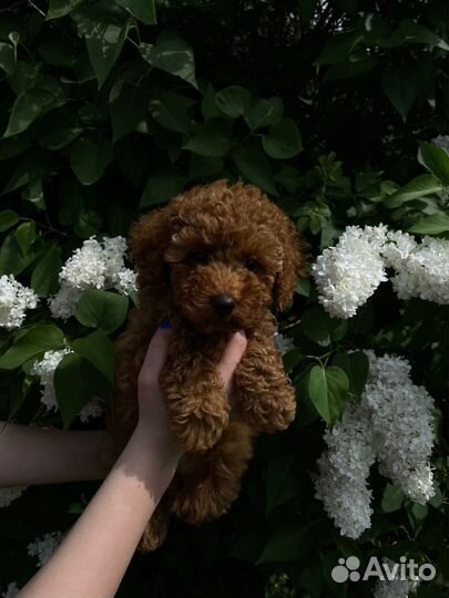 Той-пудель девочки