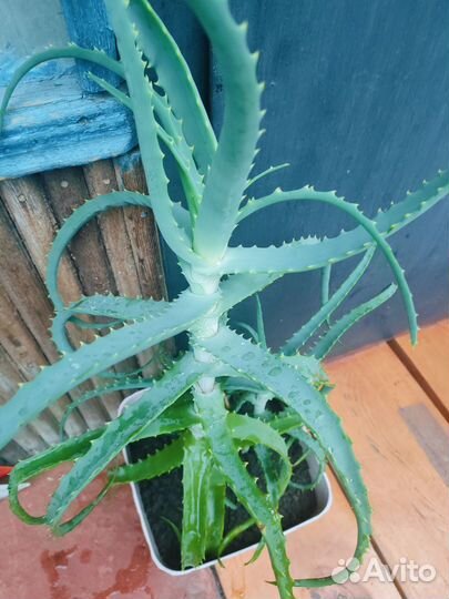 Алоэ лечебный