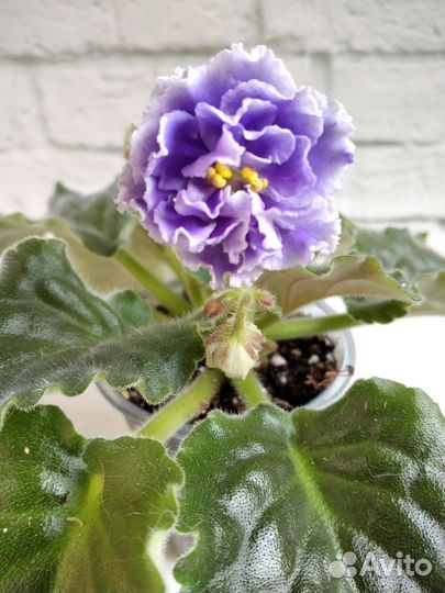 Сортовые фиалки