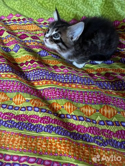 Котята мейн-кун