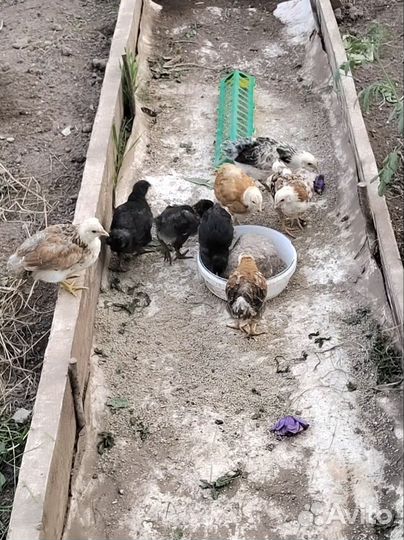 Цыплята от домашних курочек