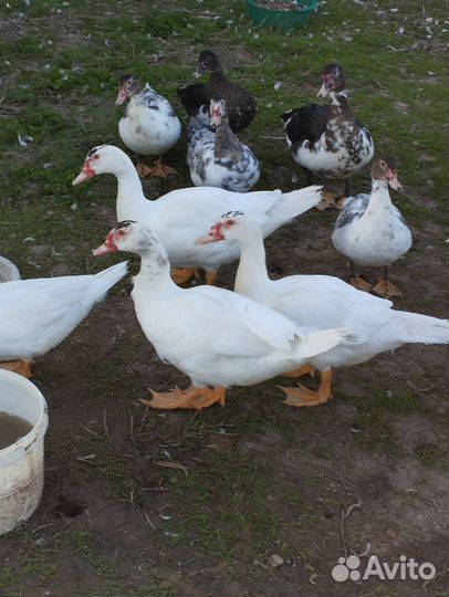 Мускусные утки