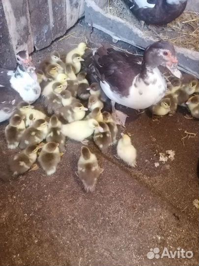 Мускусные утята индоутки