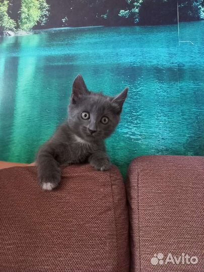 Кошка в дар бесплатно