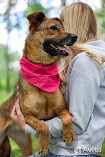 Небольшая ласковая собака Юла ищет дом