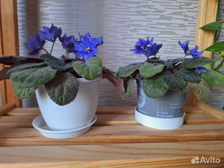 Фиалки цветущие в горшке