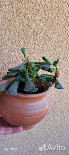 Адромискус