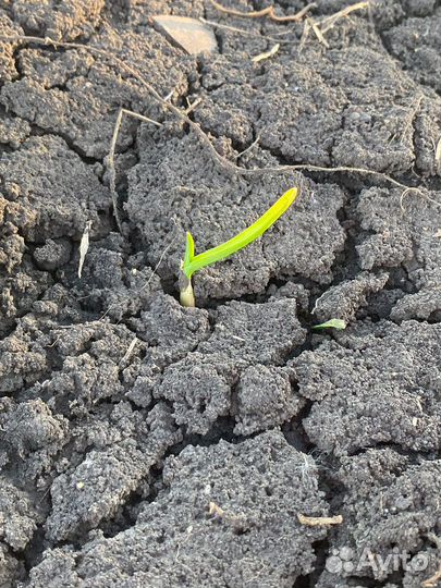 Озимый чеснок