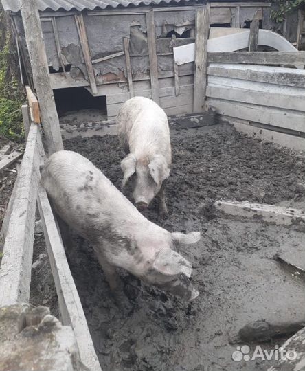 Хряк и свиноматка