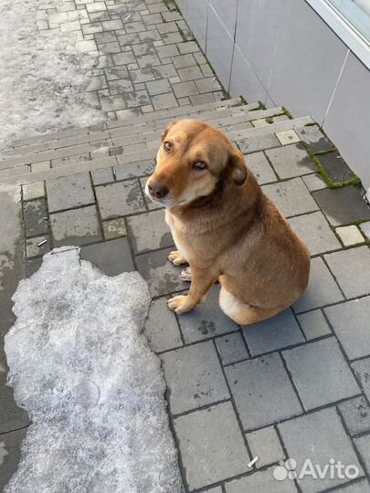 Собака в добрые руки