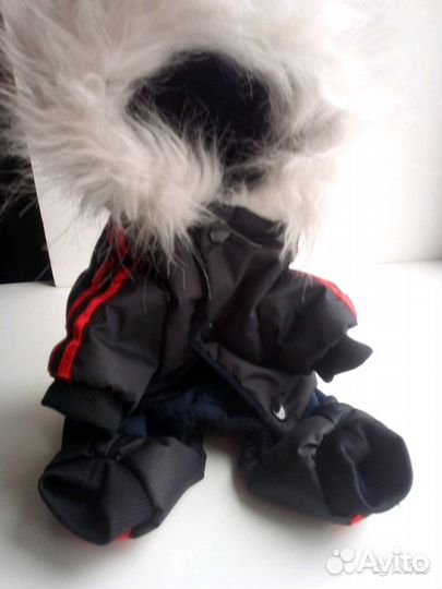 Зимний костюм для Той терьера