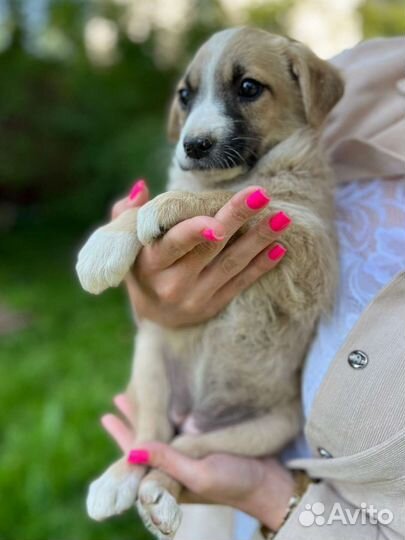 Собака в добрые руки отдам бесплатно