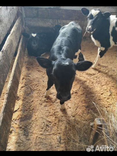 Бычки и быки 1-2месяца