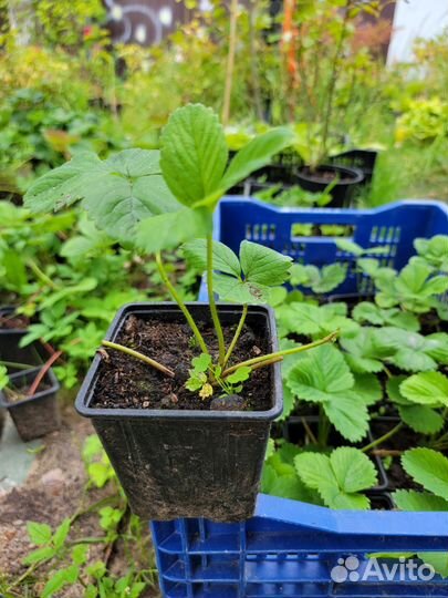 Саженцы Клубники