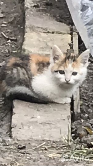 Отдам бесплатно котят