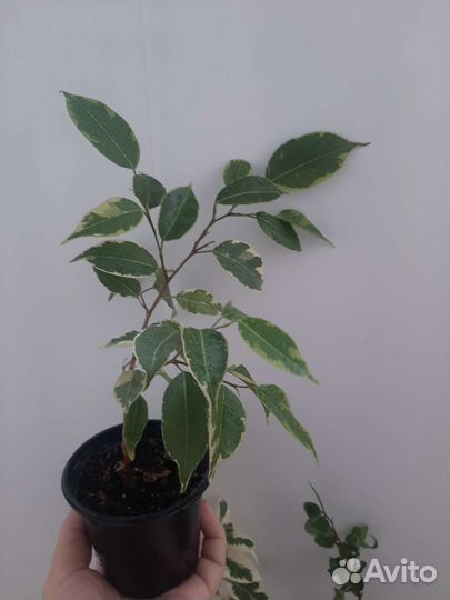 Фикусы бенджамина и барок