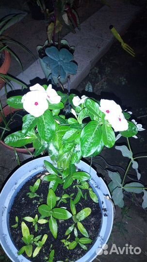 Продаю колеус