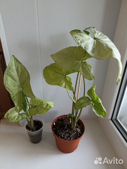 Сингониум White butterfly