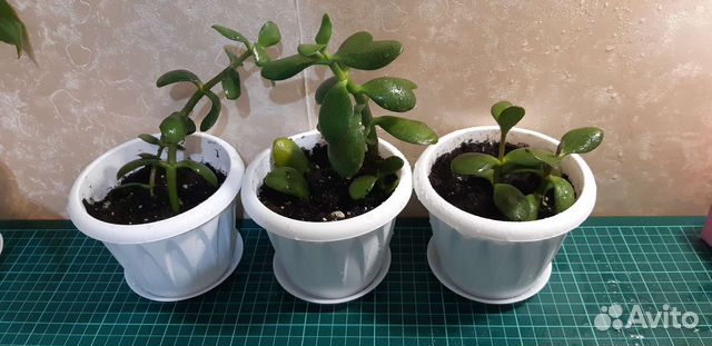 Толстянка денежное дерево