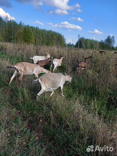 Козы дойные, козел на племя