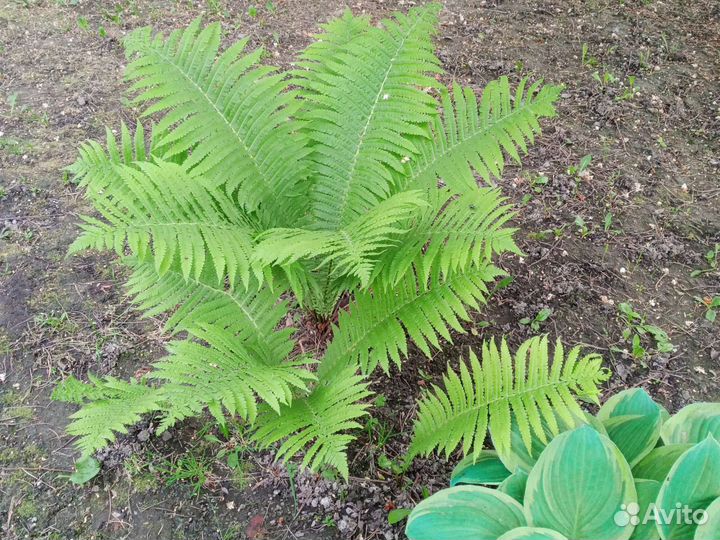 Папоротник садовый