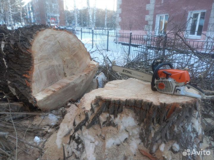 Спил деревьев