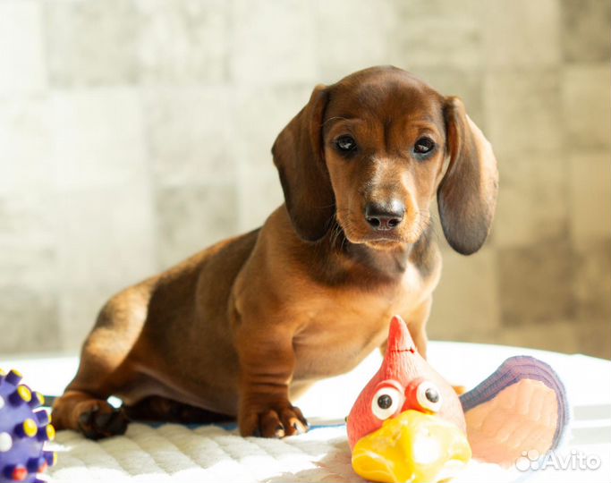 Щенки стандартной Таксы