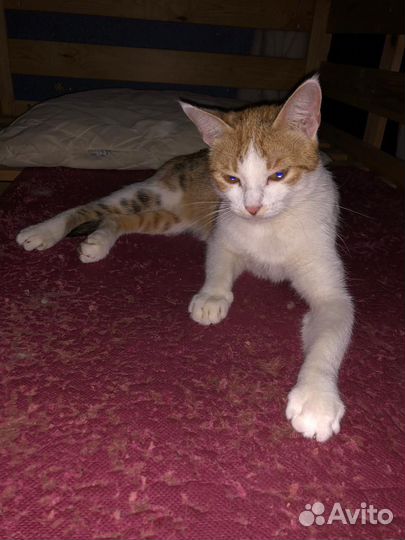 Молодая кошечка трехцветка