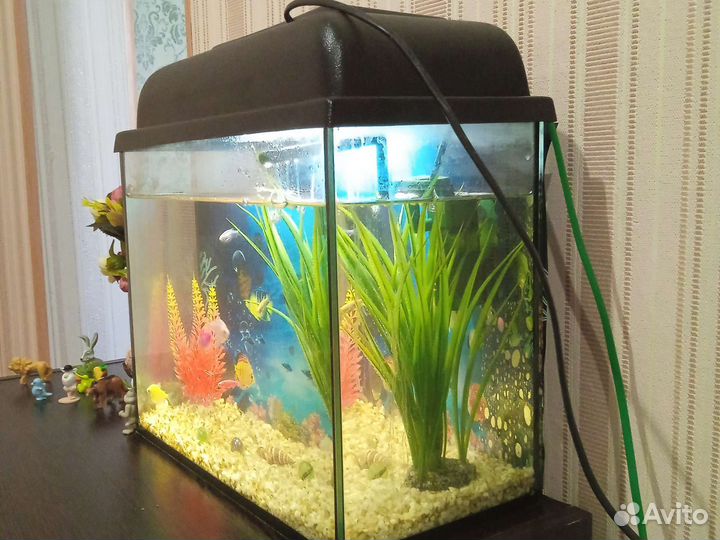 Живые рыбки в аквариуме