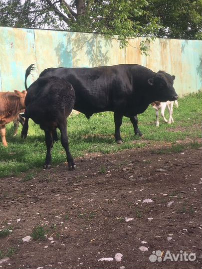 С/х животные, тёлки