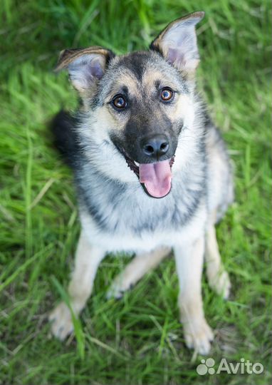 Небольшая собачка в дар