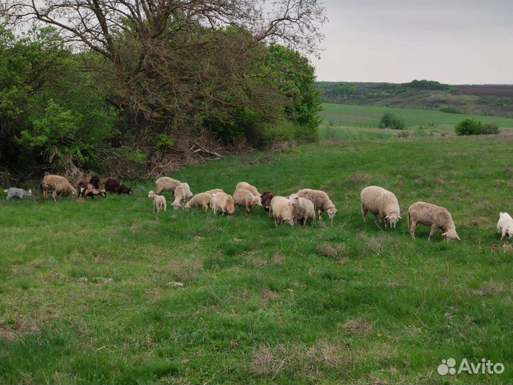 Овцы бараны ягнята