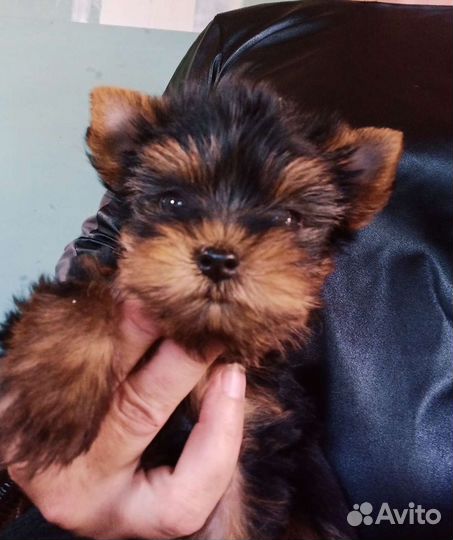 Йоркширский терьер мини беби фейс