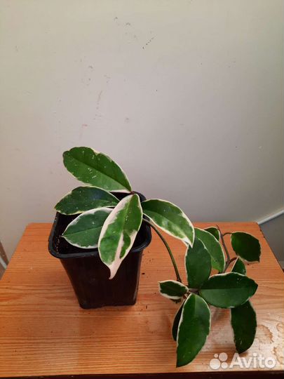 Хойя карноза кримсон квин