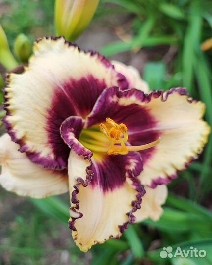 Саженцы лилейников